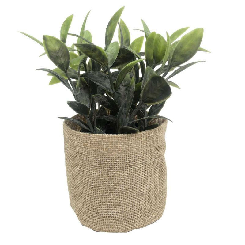 PLANTA-ENVASE-RUSTICO-MASAI-1-351633077